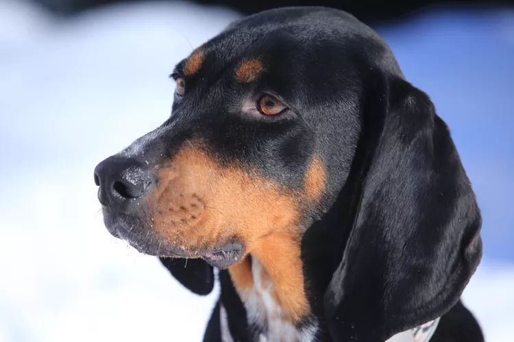 Black and Tan Coonhound: Dog Breed Characteristics & Care