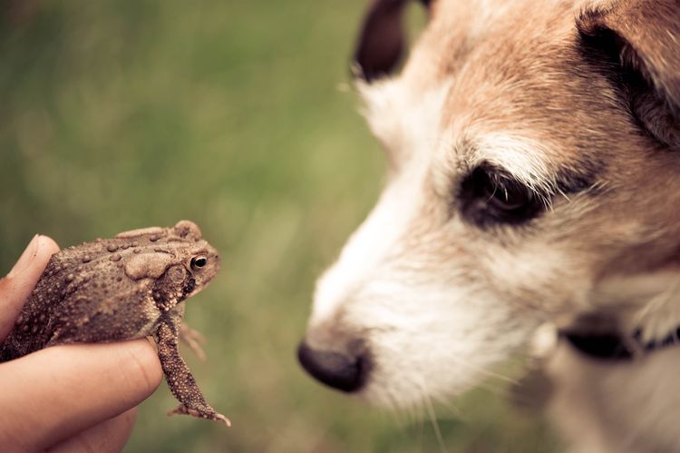 Toad Poisoning in Dogs