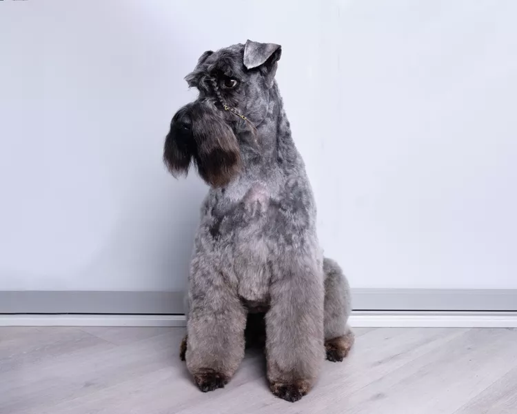 Kerry Blue Terrier: Dog Breed Characteristics & Care