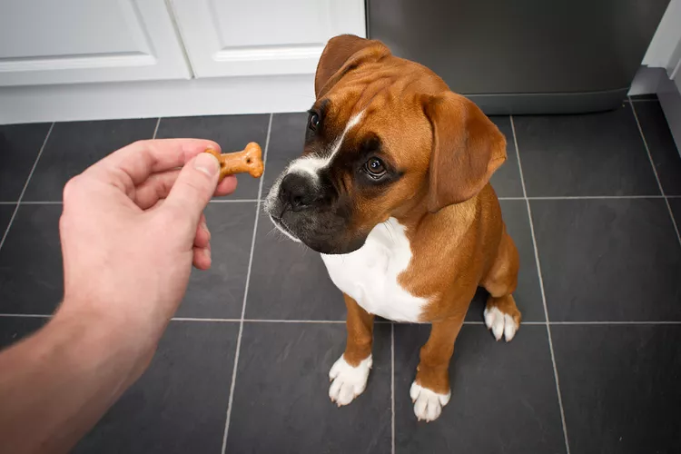 Dog Treat Varieties