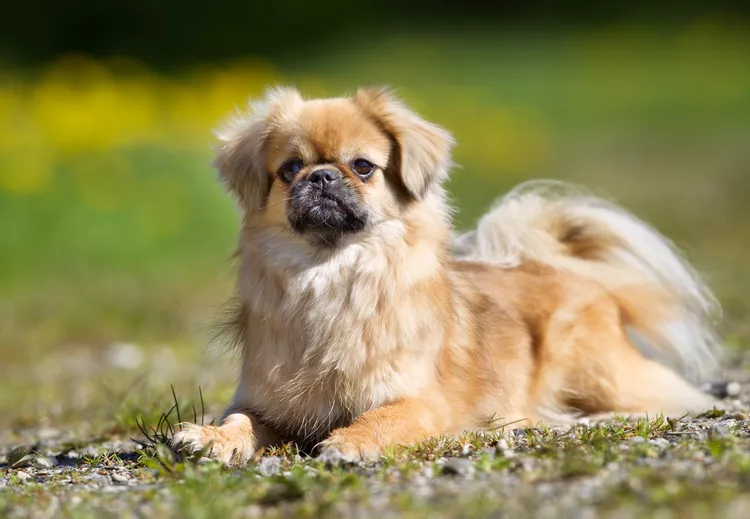 Tibetan Spaniel: Dog Breed Characteristics & Care