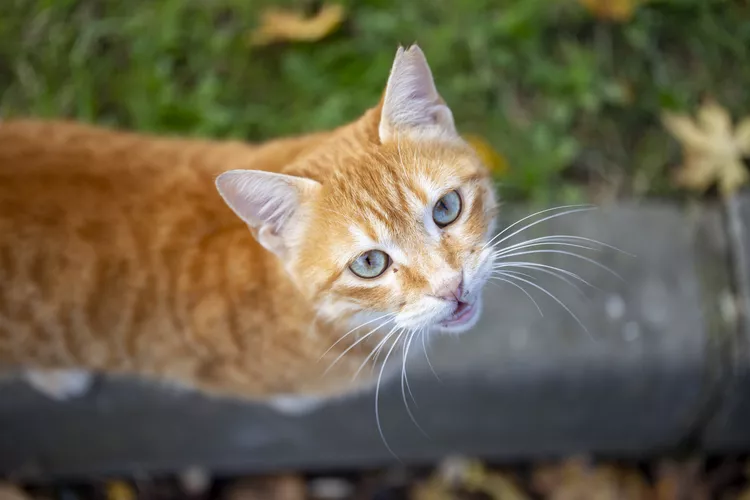 Can Cats Eat Grapes?