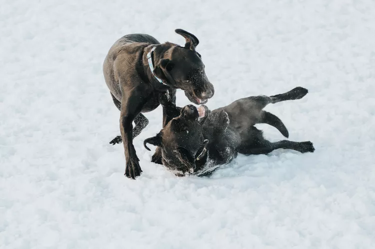 How to Safely Break Up a Dogfight