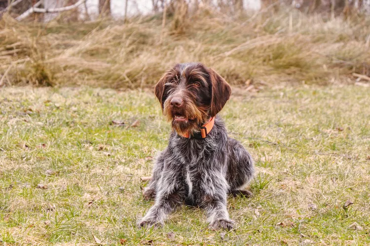 Wirehaired Pointing Griffon: Breed Characteristics & Care