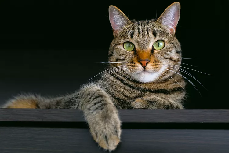 110 Badass Cat Names for Your Furry Hero