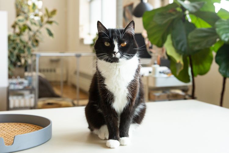 Tuxedo Cat: Breed Profile, Characteristics & Care