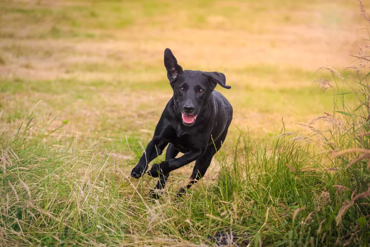 Why Does My Dog Get Zoomies?