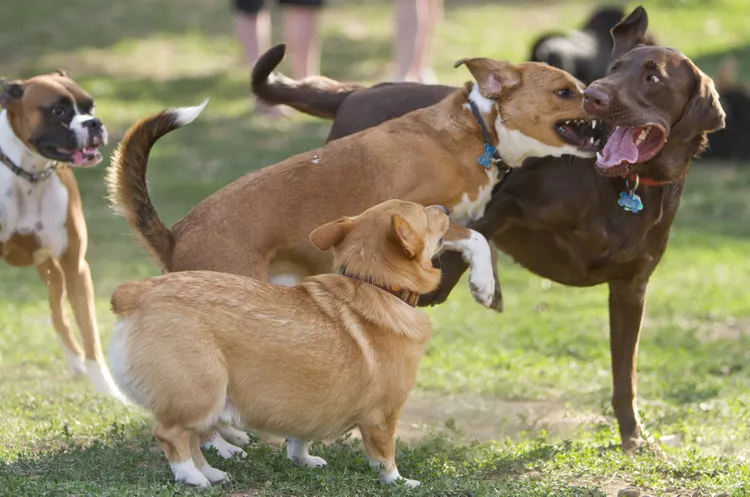 Dog Park Etiquette