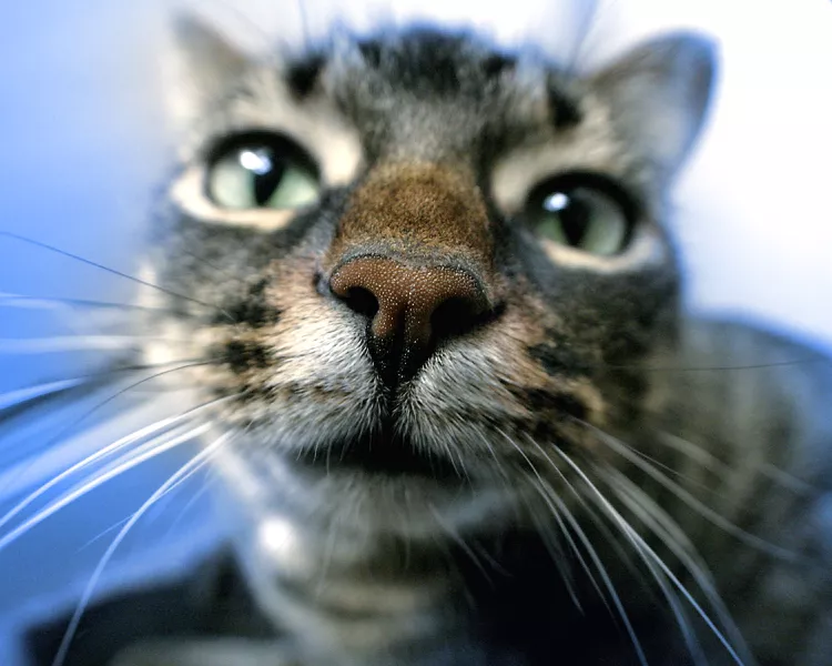 Why Is Your Cat's Nose Dry?