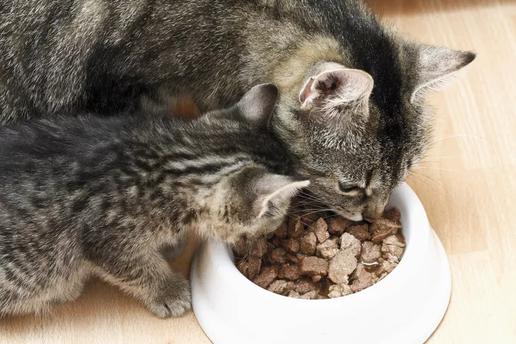 What Cat Food Ingredients Should I Look For?