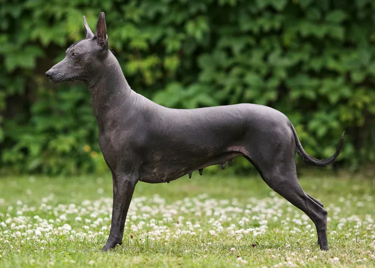 Xoloitzcuintli (Mexican Hairless Dog): Dog Breed Characteristics & Care