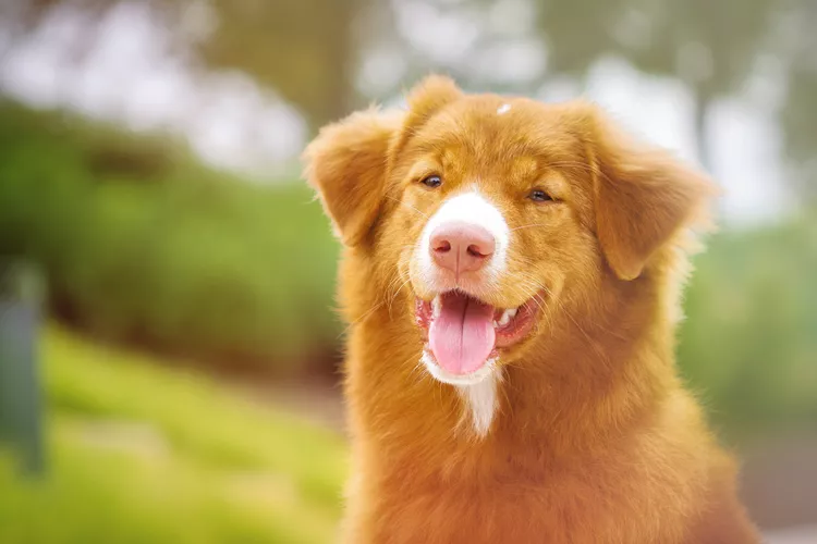 Nova Scotia Duck Tolling Retriever (Toller): Dog Breed Characteristics & Care