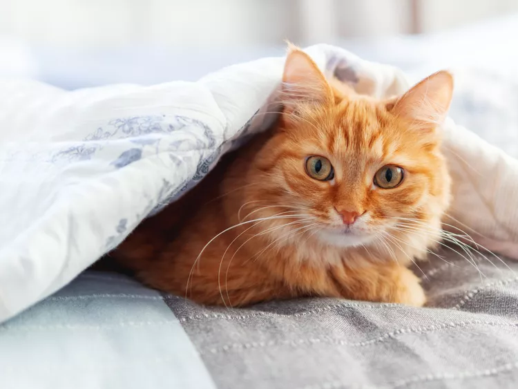 Why Cats Stare at You While You Sleep and How to Stop It 