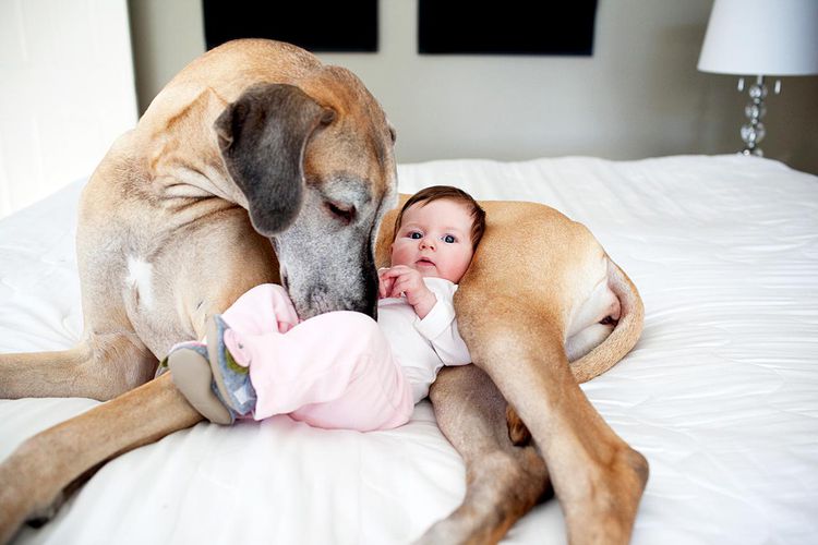 How to Train Your Dog to Accept a New Baby