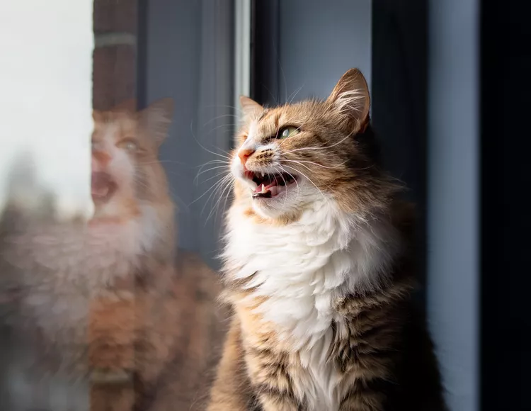 Why Do Cats Chatter at Birds? 