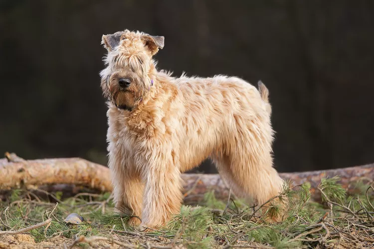 Soft-Coated Wheaten Terrier: Dog Breed Characteristics & Care