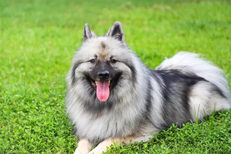 Keeshond: Dog Breed Characteristics & Care