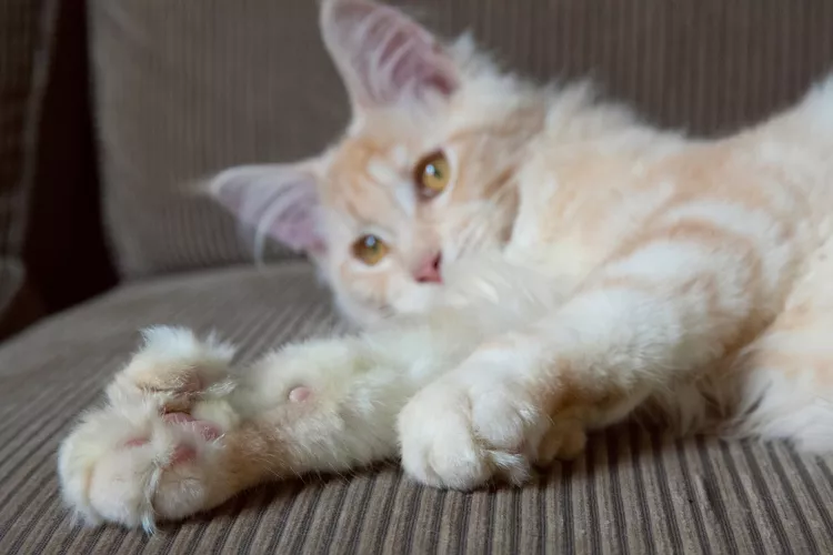 7 Amazing Facts About Polydactyl Cats