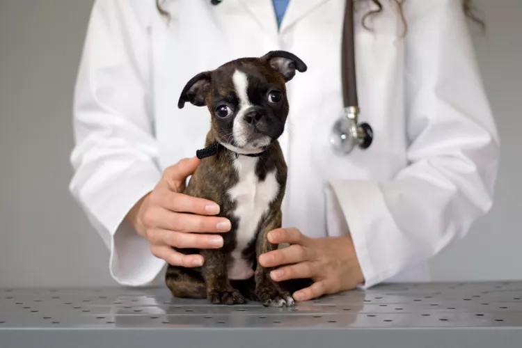 Disinfecting Your Home After Parvovirus in Dogs