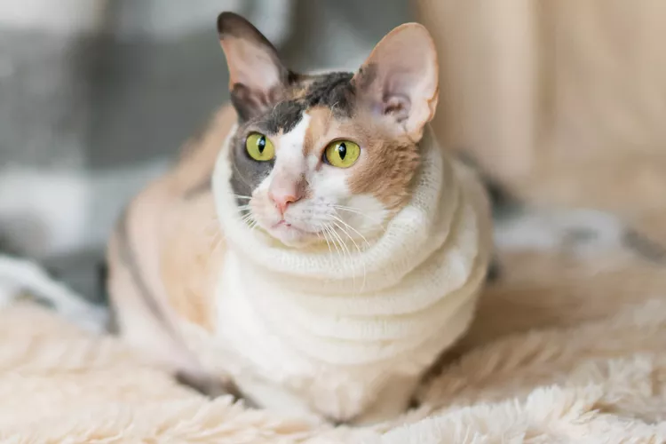 Cornish Rex: Cat Breed Profile, Characteristics & Care