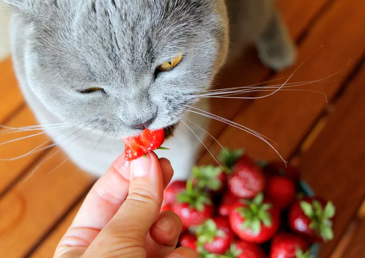 Can Cats Eat Strawberries? How to Safely Share This Summer Berry