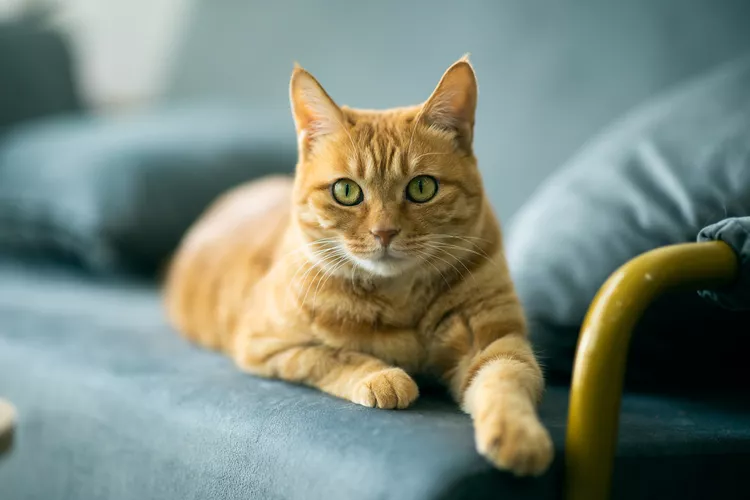 Gallbladder Infection in Cats