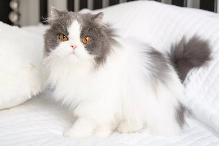 15 Adorable Persian Cats Names