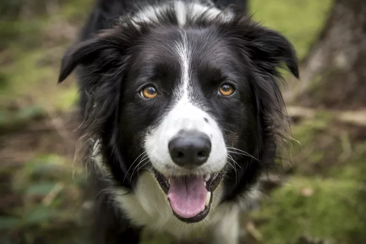 Nystagmus in Dogs: Why Your Dog’s Eyes are Darting Back and Forth