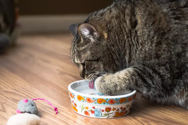 Why Does My Cat Keep Knocking Over Their Water Bowl?