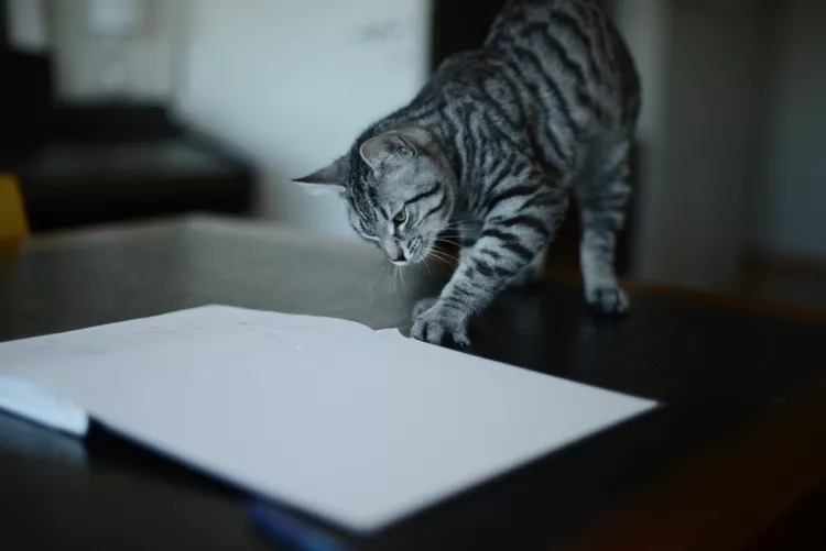 7 Reasons Why Your Cat Eats Paper, and How to Stop It