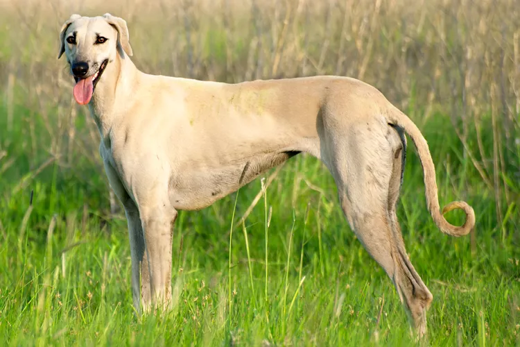 Sloughi: Dog Breed Characteristics & Care