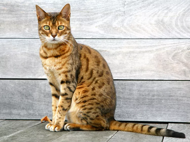 Bengal Cat: Breed Profile, Characteristics & Care