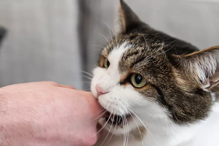 Why Do Cats Bite You? Reasons Cats Bite and How to Stop It