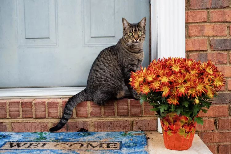 Are Mums Toxic to Cats?