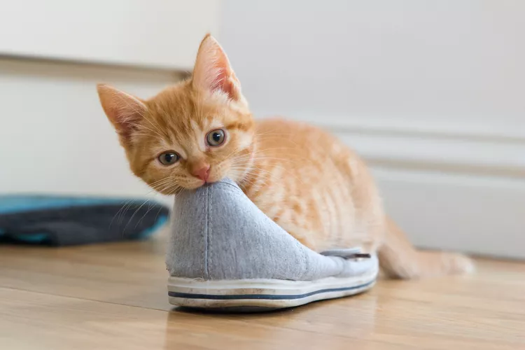 Why Do Cats Like Shoes?