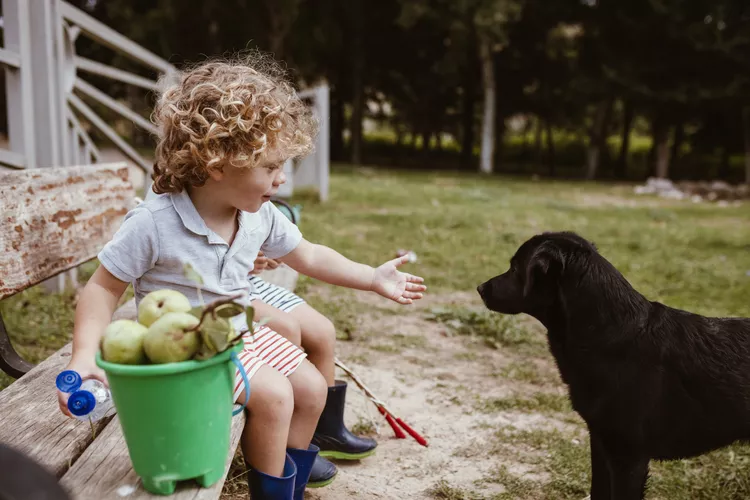 Can Dogs Eat Pears?