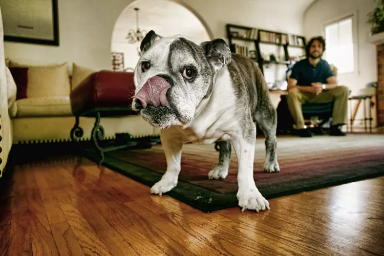 Why Do Dogs Lick Furniture?