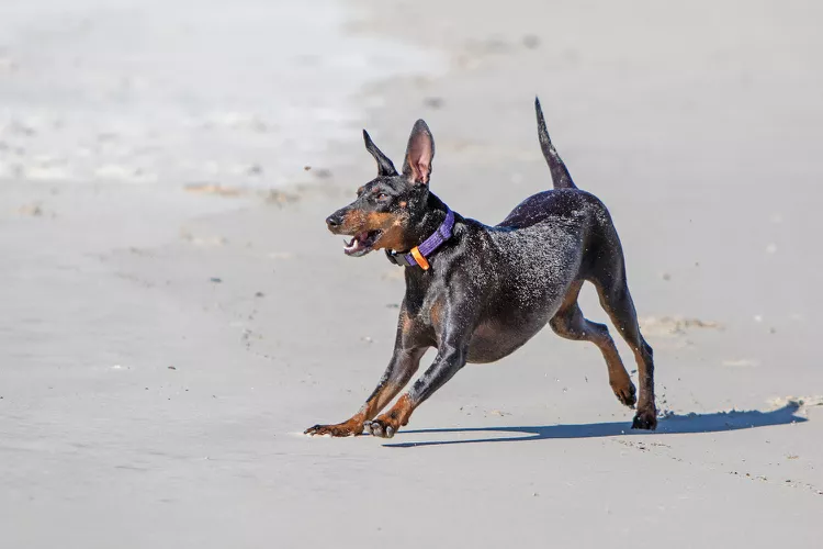 Manchester Terrier: Dog Breed Characteristics & Care