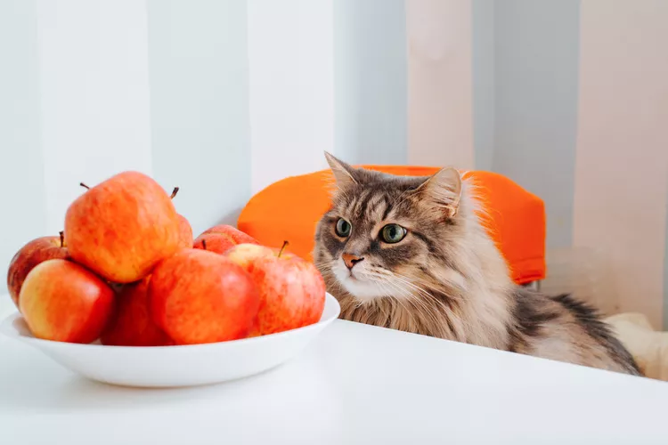 Can Cats Eat Apples?