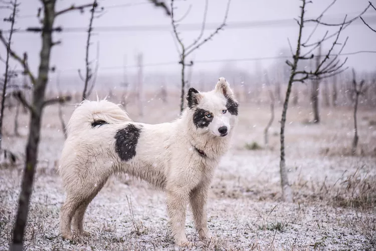 Yakutian Laika: Dog Breed Characteristics & Care