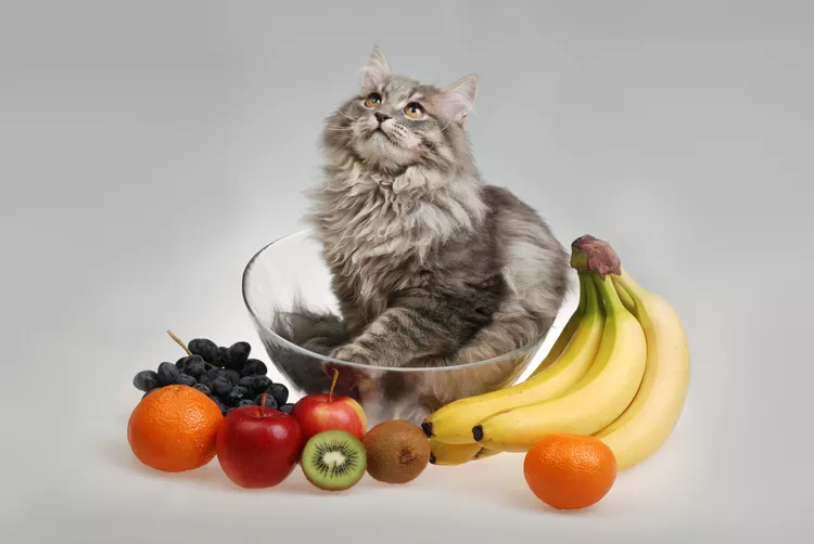 What Fruits Can Cats Eat?