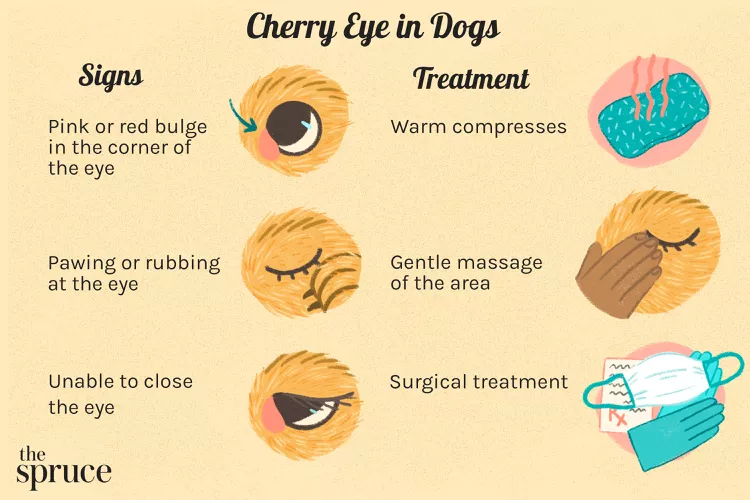 Cherry Eye in Dogs