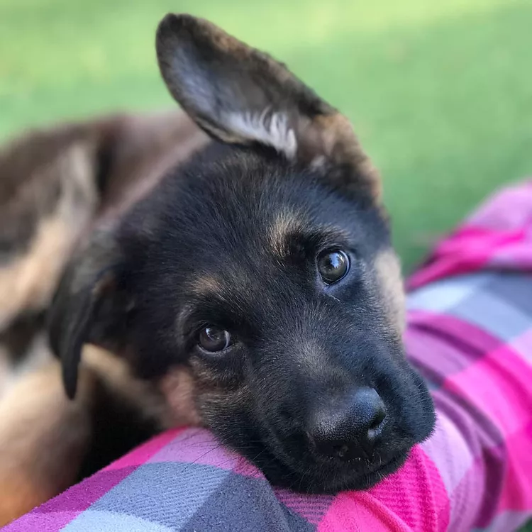 16 Cute German Shepherd Dogs & Puppies