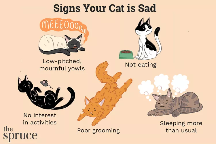 Is Your Cat Depressed? Signs, Causes, and Treatment