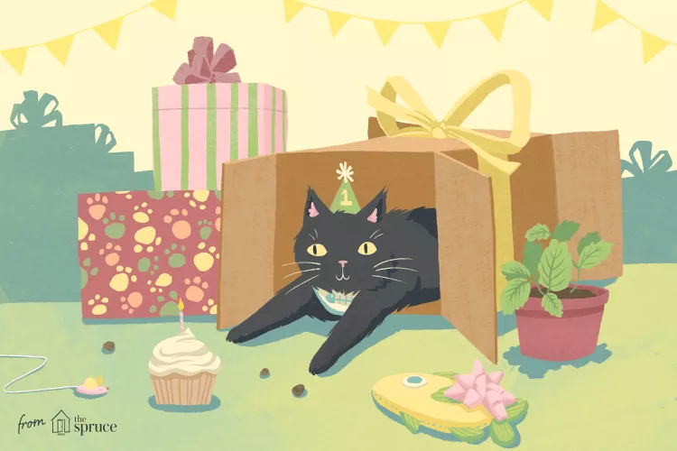 8 Fun Ideas to Celebrate Your Cat's Birthday