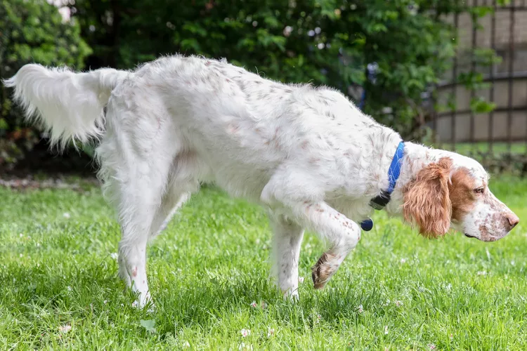 14 Pointer Dog Breeds