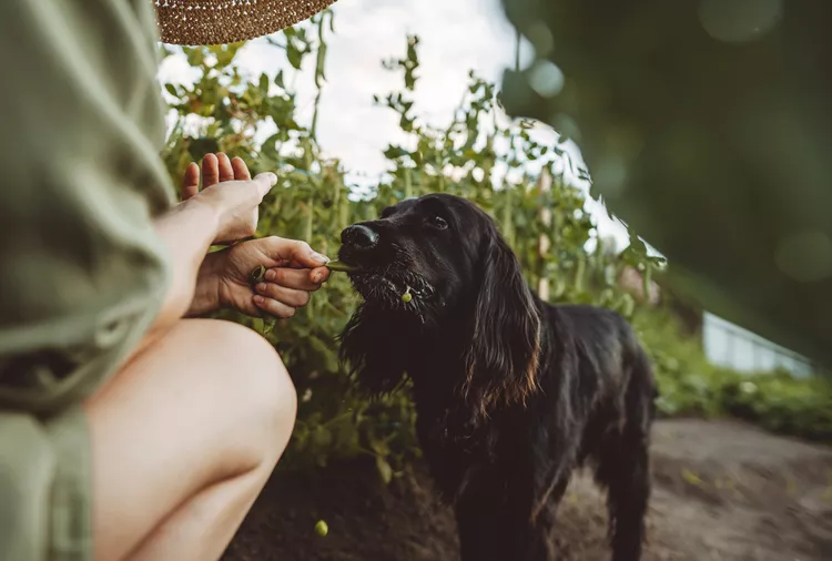 Can Dogs Eat Edamame? Safety, Benefits, and Prep Tips