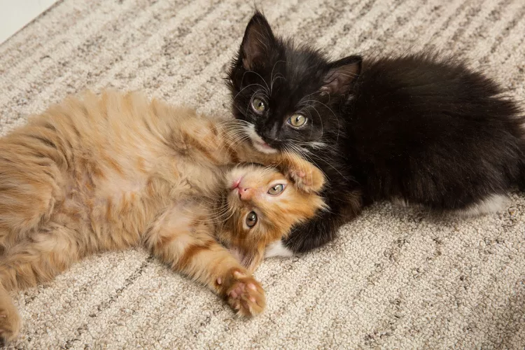 Why Two Kittens Are Better Than One