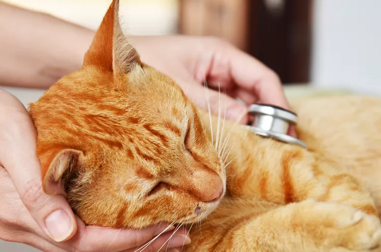 7 Signs That Your Cat Is in Pain