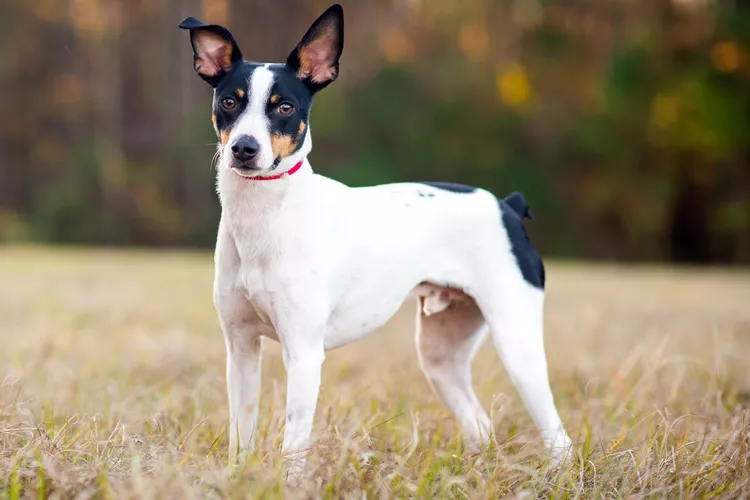 Rat Terrier: Dog Breed Characteristics and Care